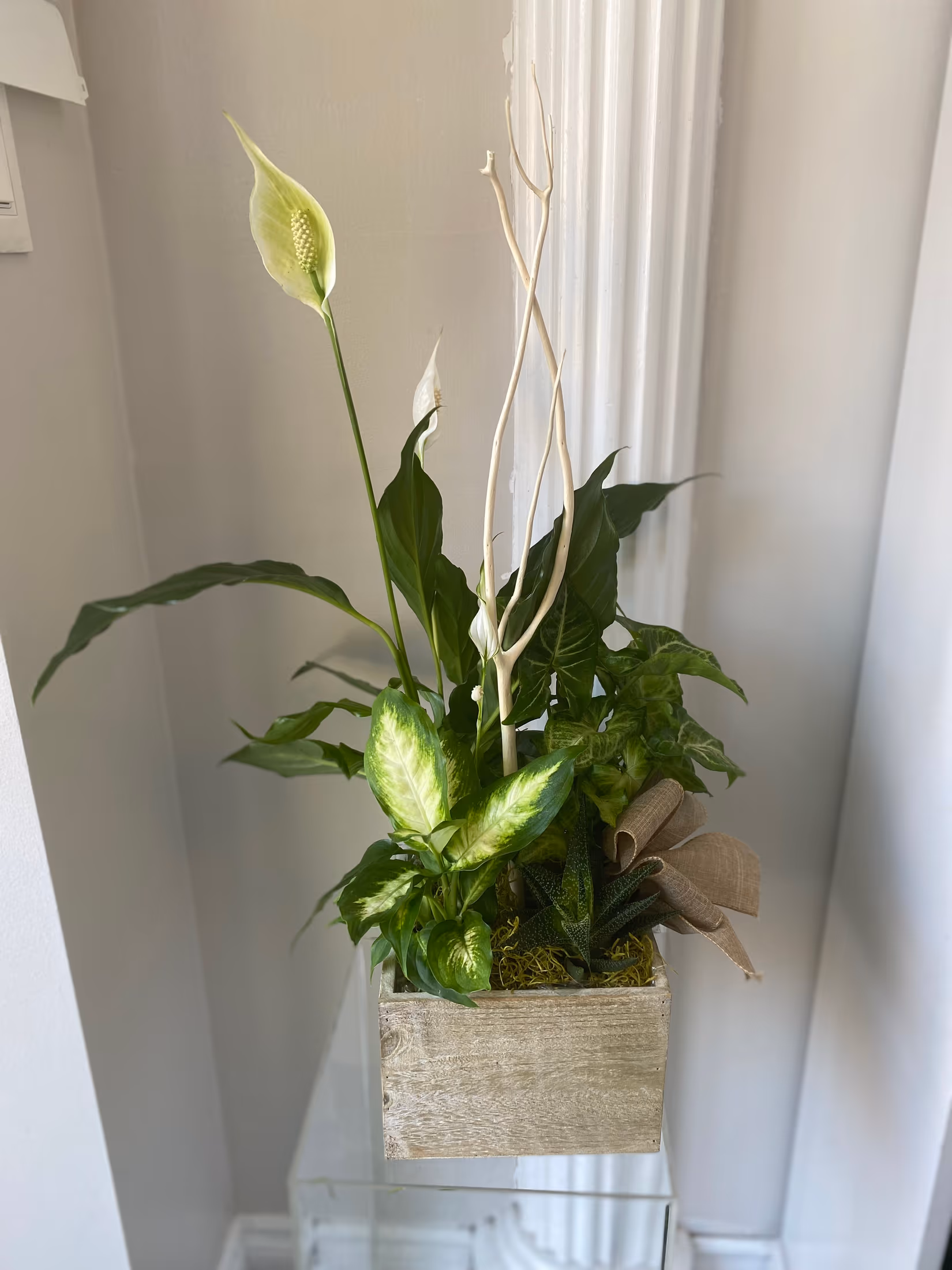 Whitewashed wooden box dish garden with a peace lily, dieffenbachia, ivy, and a burlap bow