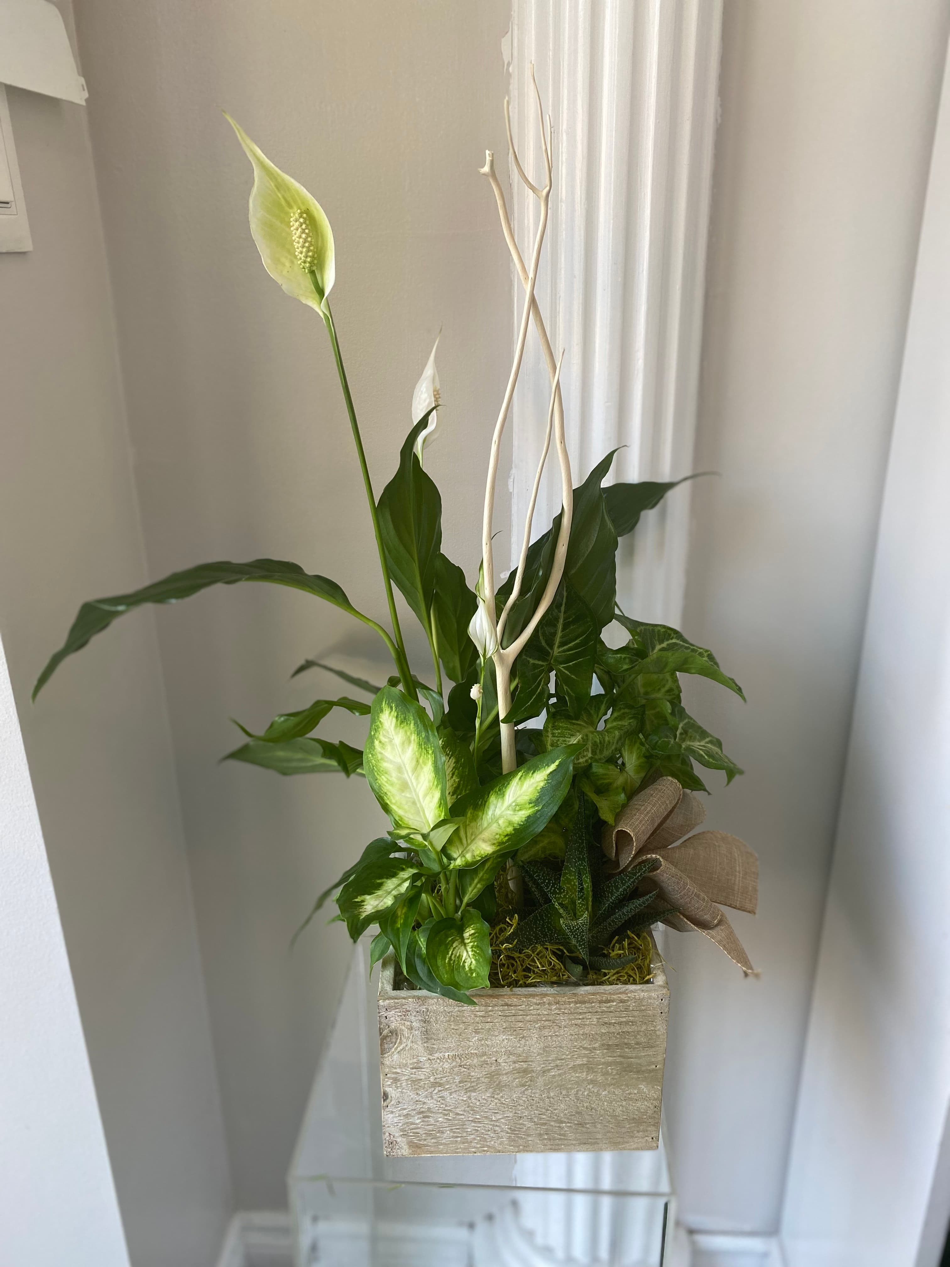 Whitewashed wooden box dish garden with a peace lily, dieffenbachia, ivy, and a burlap bow
